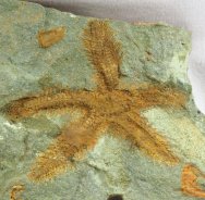 True Starfish Fossil