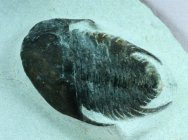 Neltneria termieri Trilobite