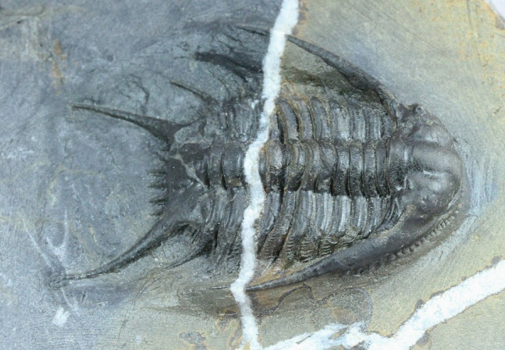 Chlustinia keyserlingi Rare Moroccan Trilobite 