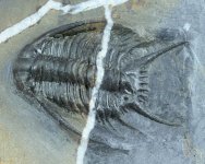 Chlustinia keyserlingi 