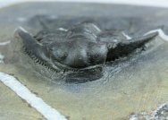 Chlustinia keyserlingi 