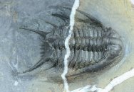 Rare Chlustinia keyserlingi Odontopleurid Trilobite 