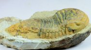 Platillaenus Moroccan Trilobite