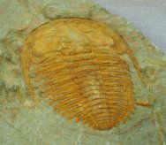 Acadoparadoxides levisettii Trilobite
