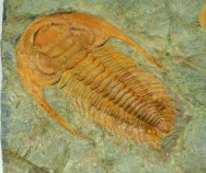 Acadoparadoxides Trilobite