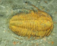 Hamatolenus vincenti Cambrian Moroccan Trilobite