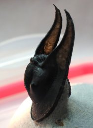 Harpes Moroccan Trilobite