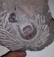 This is a natural association, not a composite, as can be seen in the attached in-preparation photo.