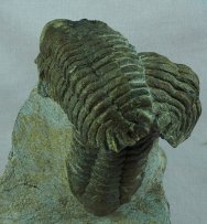 Eccoptochile Moroccan Trilobites