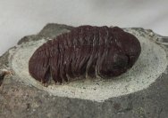 Barrandeops granulops Moroccan Trilobite