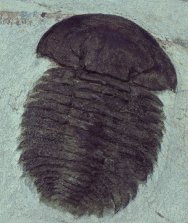 Bondonella szduyi Early Cambrian Moroccan Trilobite