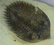 New Type Metacanthina maderensis Trilobite for Sale