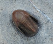 Eremiproetus Trilobite