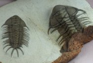 Crotalocephalus Moroccan Trilobites Association