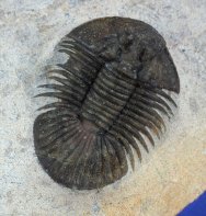 Metascutellum Moroccan Trilobite