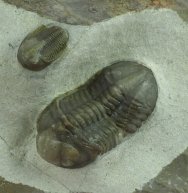 Struveaspis and Aulacopleura Trilobites