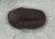 Rare Proetopelis Trilobite
