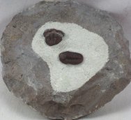 Proetopelis waldscmidti erfoudana