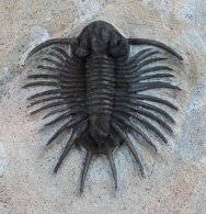 Acanthopyge Trilobite