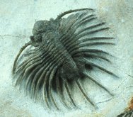 Spiny Acanthopyge Museum Trilobite