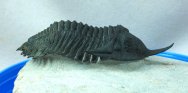 Minicryphaeus Moroccan Trilobite