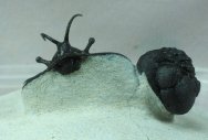 New Specieas Ceratarges aries Moroccan Trilobite