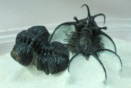 New Species Ceratarges aries Trilobite
