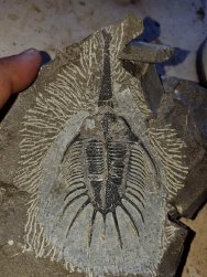 Psychopyge termierorum Trilobite in Preparation