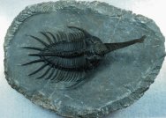 Psychopyge termierorum Museum Trilobite