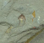 Agerina Ordovician Moroccan Trilobite
