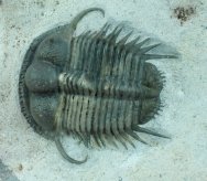 Long-Spined Cyphaspides Moroccan Trilobite