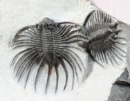 Acanthopyge Lichid Museum Trilobites Pai