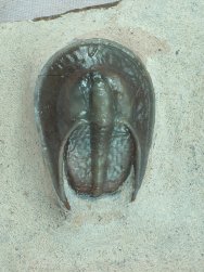 Harpes Moroccan Trilobite from Jorf