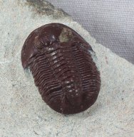 Proetopeltis waldschmidti erfoudana Trilobite