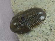 Timsaloproetus Trilobite