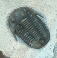New Type Proetid Moroccan Trilobite