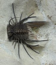 Ceratonurus