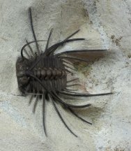 Ceratonurus Moroccan Trilobite