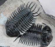 Crotalocephalus Trilobites Dorsal and Ventral Pair