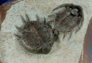 Akantharges Moroccan Trilobite for Sale