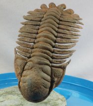 Eccoptochile Museum Trilobite