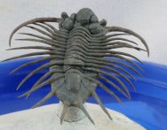Acathopyge Museum Trilobite
