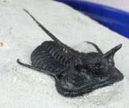 Devil’s Horn Cyphaspis walteri Trilobite
