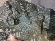 Trilobites in preparation