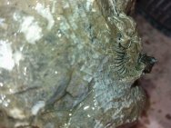 Trilobites in preparation