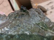 Trilobites in preparation