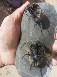 Trilobites in preparation