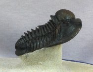 Rare Podoliproetus Proetid Trilobite with Axial Spines