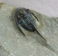 Cyphaspis Trilobites