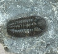 Ardrisiops weugi Moroccan Trilobite